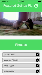 Guinea Pig Communicator screenshot 0