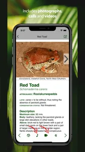 Frogs of Southern Africa screenshot 2