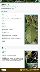 Mississippi Trees screenshot 0