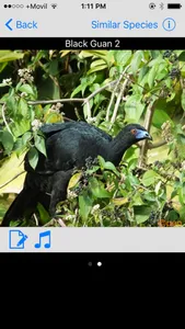 Costa Rica Birds Basic screenshot 1