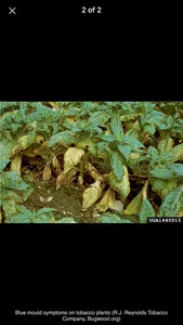 Tobacco IPM screenshot 3