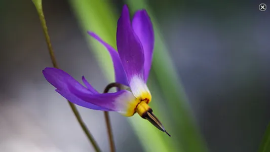 Rockies AlpineFlower Finder – a field guide to identify the wildflowers of the Rocky Mountains screenshot 4