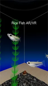 Rice Fish AR/VR screenshot 0