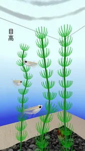 Rice Fish AR/VR screenshot 4