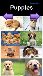 Puppies & Ponies: Kid Safe Image Browser screenshot 0