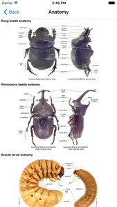 Hawaiian Scarab ID screenshot 1