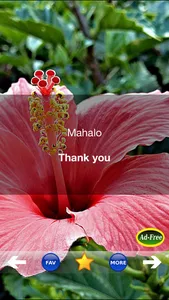Hawaiian Words & Phrases! Hawaii Dictionary and Casual Language Translation Guide screenshot 1