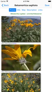 Central California Wildflowers screenshot 2