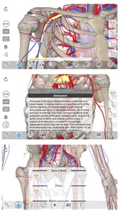 3D Organon Anatomy - Heart, Arteries, and Veins screenshot 1