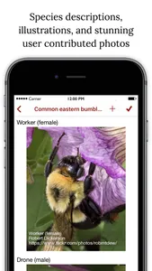 Bumble Bee Watch screenshot 1