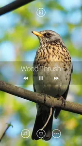 Bird Sounds, Listen & Relax screenshot 1