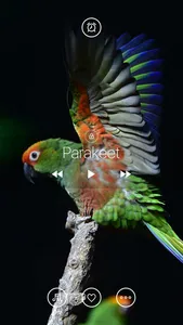 Bird Sounds, Listen & Relax screenshot 2