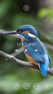 Bird Sounds, Listen & Relax screenshot 3