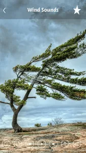 Wind sounds:Calming sounds of nature for relaxation and forest ambience for stress relief screenshot 2