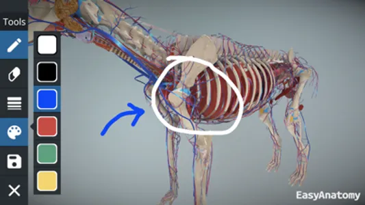 EasyAnatomy: 3D Canine Anatomy screenshot 3