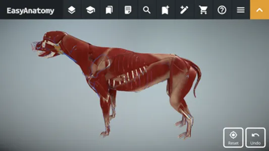 EasyAnatomy: 3D Canine Anatomy screenshot 7