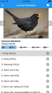 BirdSounds Europe screenshot 0