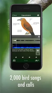 All Birds Guianas screenshot 3
