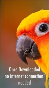 All Birds Guianas screenshot 8