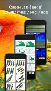 All Birds Guianas screenshot 9