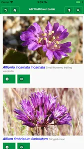 Anza-Borrego Wildflower Guide screenshot 0