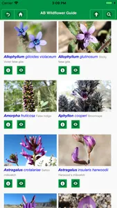 Anza-Borrego Wildflower Guide screenshot 1