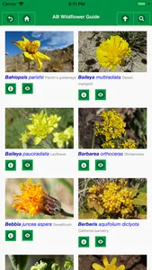 Anza-Borrego Wildflower Guide screenshot 3