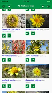 Anza-Borrego Wildflower Guide screenshot 6