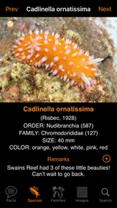 Nudibranch ID Western Pacific screenshot 3