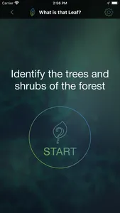 What is that leaf? screenshot 1