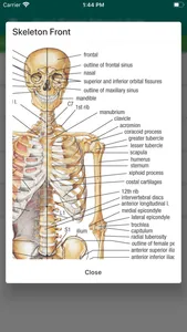 Human Skeleton Reference Guide screenshot 1