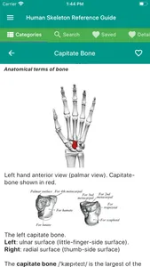 Human Skeleton Reference Guide screenshot 3