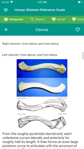 Human Skeleton Reference Guide screenshot 4