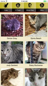 Hemingway Cats screenshot 2