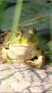 Frog  Sounds - Toad, Greenhouse Frog screenshot 0