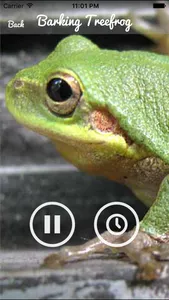 Frog  Sounds - Toad, Greenhouse Frog screenshot 2