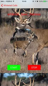 Whitetail Hunting Calls - Real Deer Sounds screenshot 1