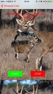 Whitetail Hunting Calls - Real Deer Sounds screenshot 3