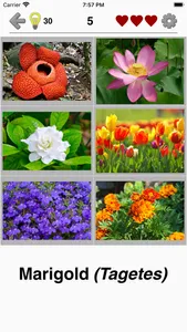 Flowers Quiz - Identify Plants screenshot 1