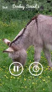 Donkey Sounds - Funny Sounds screenshot 2