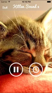 Kitten Sounds – Cat Meow Sound screenshot 2