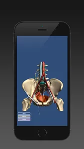 Anatomy of the Male Pelvis screenshot 0