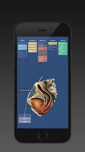 Anatomy of the Male Pelvis screenshot 2