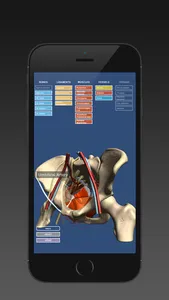 Anatomy of the Male Pelvis screenshot 3