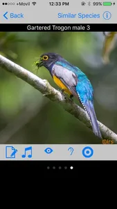 Belize Birds Field Guide screenshot 1