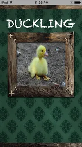 Farm Animals Name and Sound screenshot 1