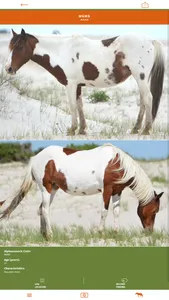 Assateague Horse ID screenshot 0