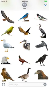 Flock of Birds Stickers screenshot 1