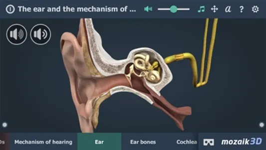 The mechanism of hearing 3D screenshot 1