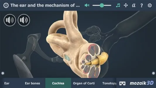 The mechanism of hearing 3D screenshot 2